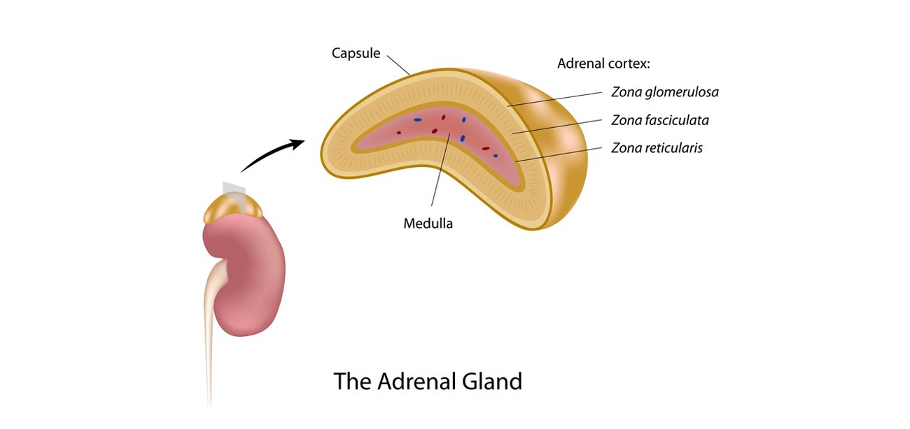 adrenal gland